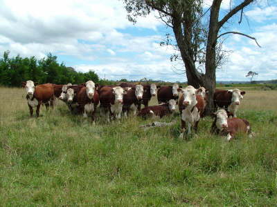 cattle